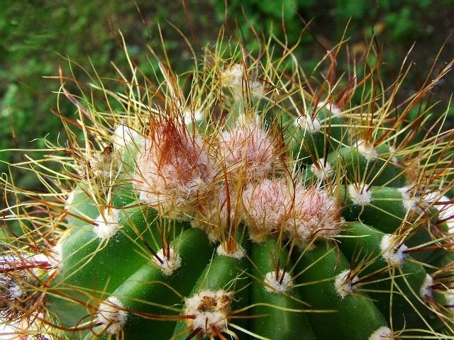 Notocactus _ottonis _09